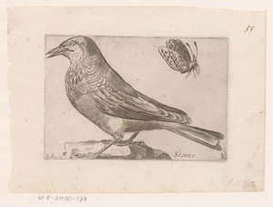 Spreeuw (Sturnus vulgaris) door Jacques de Fornazeris