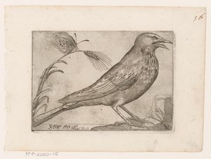 Spreeuw (Sturnus vulgaris) door Jacques de Fornazeris