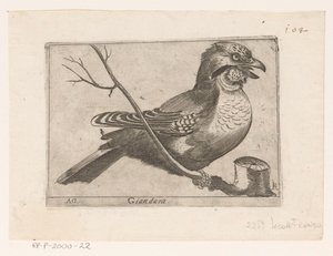 Vlaamse Gaai (Garrulus glandarius) door Jacques de Fornazeris