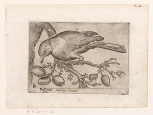 Vogel