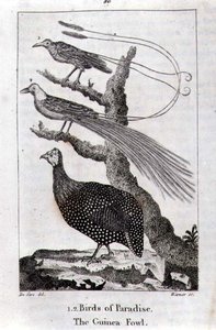 Paradijsvogels en een Parelhoen, uit 