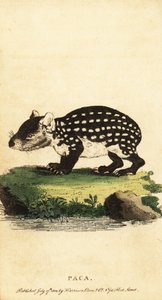 Laagland paca of gevlekte paca, Cuniculus paca