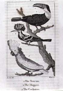 De Toekan, De Huppoo en De Kaketoe, uit 