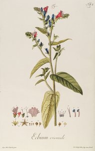 Echium: Orientale uit "Icones Plantarum", c.1763 door Jakob Christoph Keller