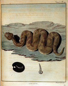 Slang - in "Reis naar Nubië en Abessinië ondernomen om de bronnen van de Nijl te ontdekken tijdens de jaren 1768 tot 1772", door James Bruce, Parijs