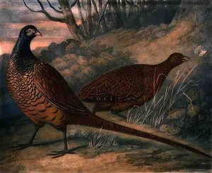 Fazanten, plaat 2 van British Feather Game, gegraveerd door Charles Turner, uitgegeven door R. Ackermann, ca. 1810