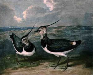 Pluvieren, plaat 9 van British Feather Game door James (after) Barenger