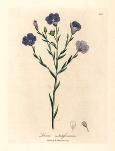 Blauw bloeiende vlas, Linum usitatissimum, uit een botanische illustratie door James Sowerby uit William Woodville en Sir William Jackson Hooker