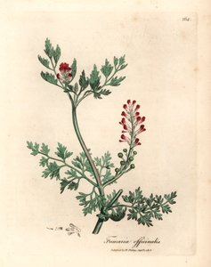 Karmozijnrode bloeiende duivenkervel, Fumaria officinalis, uit een botanische illustratie door James Sowerby uit William Woodville en Sir William Jackson Hooker