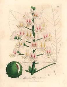 Roze bloesem en vrucht van de paardenkastanjeboom, Aesculus hippocastanum, uit een botanische illustratie door James Sowerby uit William Woodville en Sir William Jackson Hooker