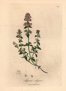 Roze bloeiende tuimthijm, Thymus vulgaris, uit een botanische illustratie door James Sowerby uit William Woodville en Sir William Jackson Hooker