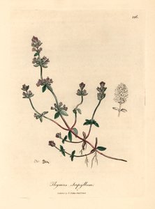 Paarsbloemige wilde tijm, Thymus serpyllum, uit een botanische illustratie van James Sowerby uit William Woodville en Sir William Jackson Hooker