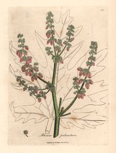 Rabarber bloemen en stengel, bladomtrek, Rheum palmatum, uit een botanische illustratie door James Sowerby uit William Woodville en Sir William Jackson Hooker