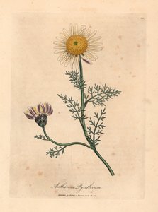 Wit en geel Spaanse kamille, Anthemis pyrethrum, uit een botanische illustratie van James Sowerby uit William Woodville en Sir William Jackson Hooker
