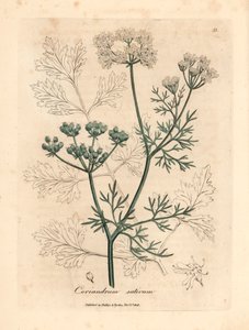 Witbloemige koriander, Coriandrum sativum, uit een botanische illustratie van James Sowerby uit William Woodville en Sir William Jackson Hooker