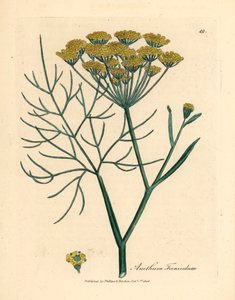 Gele bloeiende venkel, Anethum foeniculum, uit een botanische illustratie door James Sowerby uit William Woodville en Sir William Jackson Hooker