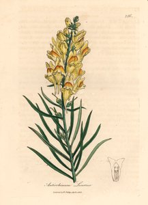 Gele bloeiende leeuwenbek, Antirrhinum linaria, uit een botanische illustratie door James Sowerby uit William Woodville en Sir William Jackson Hooker