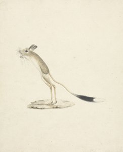 Jerboa nr. 4 door James 1730 94 Bruce
