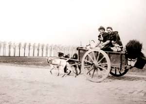Honden trekken vrouwen op een kar, Antwerpen, 1898