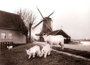 Geiten, Laandam, Nederland, 1898 door James Batkin