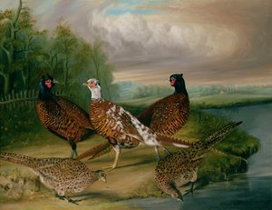 Fazanten bij de rivier de Wensum, Norfolk door James Blazeby
