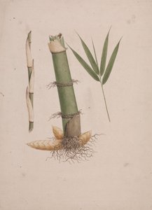Arundinaria alpina K. Schum. (Afrikaanse bamboe): afgewerkte tekening van secties van stengel en scheut met bladeren
