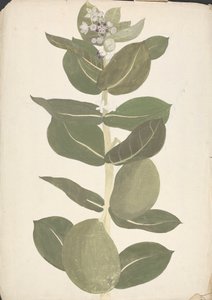 Calotropis procera (Ait.) Ait. f. (Appel van Sodom, Oorboom): afgewerkte tekening van bloeiende en vruchtdragende plant door James Bruce