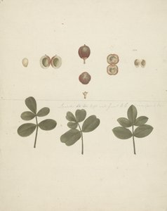 Commiphora gileadensis (L.) C. Chr. (Balsem van Gilead, Opobalsam): afgewerkte tekening van fruit, ontlede vruchten en bladeren door James Bruce