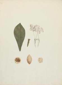 Gardenia ternifolia Schum. & Thonn. (Jovis-Tonantis): afgewerkte tekening met extra detail van fruit door James Bruce