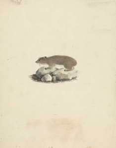 Heterohyrax brucei (Geel-gevlekte Rotsklipdas)