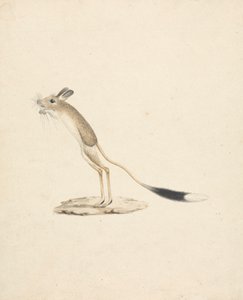 Jerboa door James Bruce