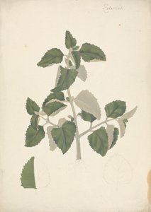 Labiatae (onbepaalde soort): afgewerkte tekening van een bladrijke scheut, zonder bloemen door James Bruce