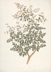 Lawsonia inermis L. (Henna): afgewerkte tekening van een bloeiende bladrijke scheut