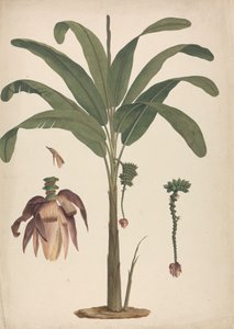 Musa x sapientum L. (Banaan): afgewerkte tekening met details van bloeiwijze door James Bruce