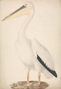 Pelecanus onocrotalus (Grote witte pelikaan)