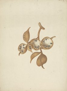 Sterculia africana (Lour.) Fiori: afgewerkte tekening van stam met zaaddozen, sommige open met zaden door James Bruce