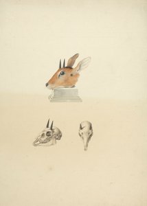 Ongeïdentificeerde Madoqua (Dik-dik): studie van hoofd en schedel door James Bruce