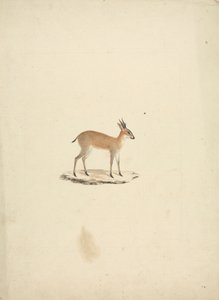 Ongeïdentificeerde madogua (Dik-dik)