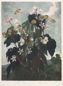 De Tempel van Flora, of Tuin van de Natuur: De Scheefbladige Begonia