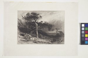 Oude ceders, kust van Maine