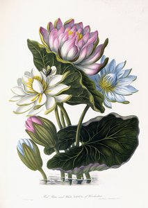 Rode, blauwe en witte lotus van Hindostan, 1781