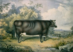 De Cottesmore Prijs Koe, naar Henry Strafford