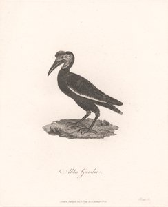 Abba Gumba