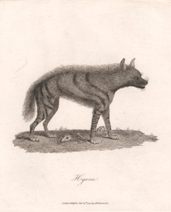 Hyena door James Heath