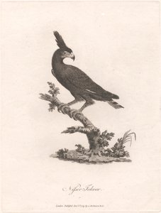 Nisser Tokoor