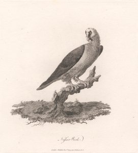 Nisser Werk door James Heath