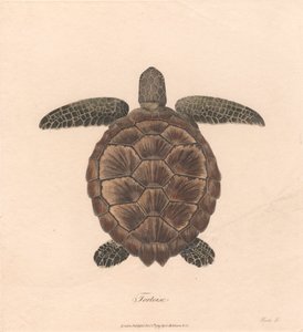 Schildpad