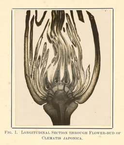 [Zicht op Clematis Japonica - Lengtedoorsnede]. door James Hornell