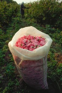 Een zak gevuld met vers geplukte rozenblaadjes. Vallei van de Rozen, Bulgarije