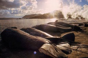 Geslachte walvissen liggen op het strand na een jacht. FRENCHMAN BAY DICHTBIJ ALBANY, WEST-AUSTRALIË.